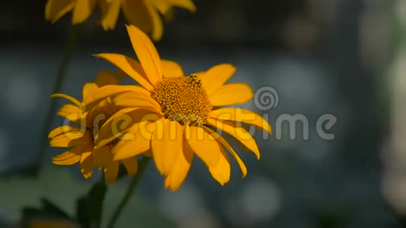 黄色美丽的草花在灰色背景上的自然慢动作视频视频的预览图