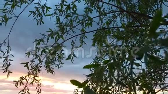 树枝叶在夕阳中摇曳美丽的阳光明媚的夏日傍晚日落视频的预览图