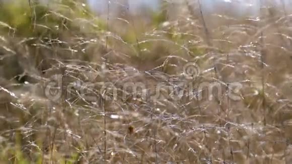 枯黄的草在风中摇曳视频的预览图