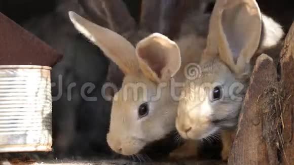 家兔在笼子里家灰兔吃草树叶和玉米兔子在嗅家庭农业在村子里视频的预览图