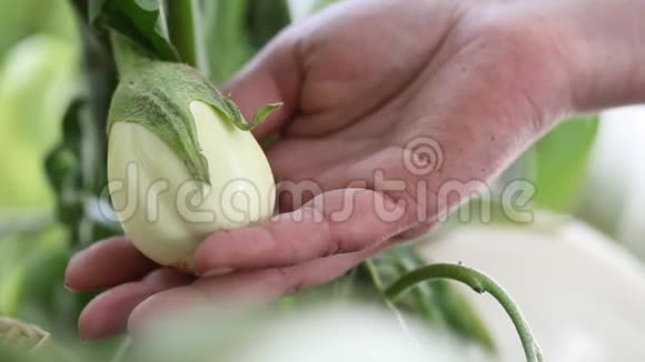 茄子白色植物手在菜园里照顾视频的预览图