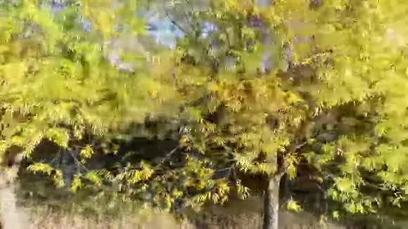 黄叶树的气性视频的预览图