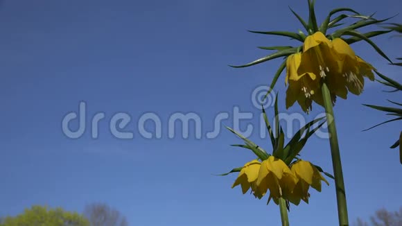 黄色的贝母花在蓝天背景上绽放4K视频的预览图
