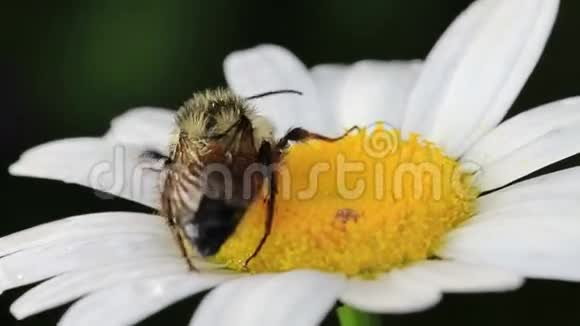 雏菊花中蜜蜂的宏像视频的预览图