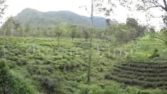 斯里兰卡茶园视频的预览图