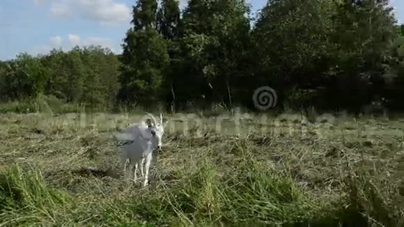 草原吃白山羊下一个山羊在夏天啃草视频的预览图