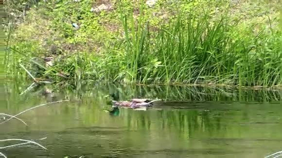 德雷克鸭游流之间的宁静全景视频的预览图