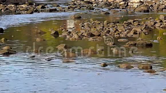 溪流中的巨石水流向下游视频的预览图