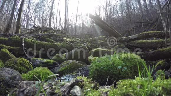 石上的苔藓和树干旁的野溪水流4K视频的预览图