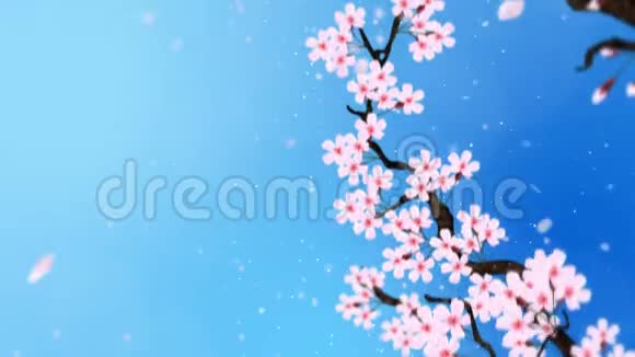 樱花盛开樱桃树枝樱花粉红色樱花蓝背景CG循环动画视频的预览图