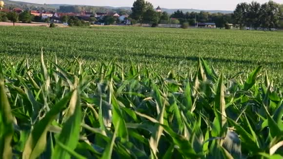 夏季景观玉米田全景视频的预览图