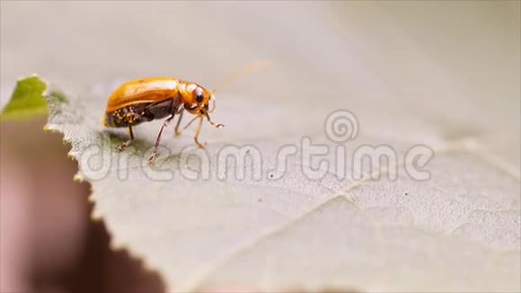 南瓜叶上的红瓜甲虫视频的预览图