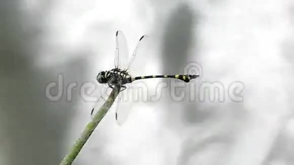 斜尾蜻蜓过水流视频的预览图