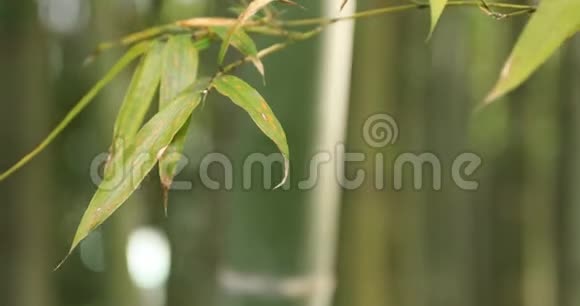 神奈川镰仓Hokokokuji竹林视频的预览图