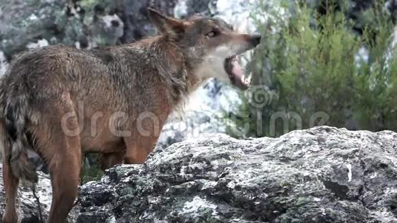 狼在岩石上缓慢进食视频的预览图