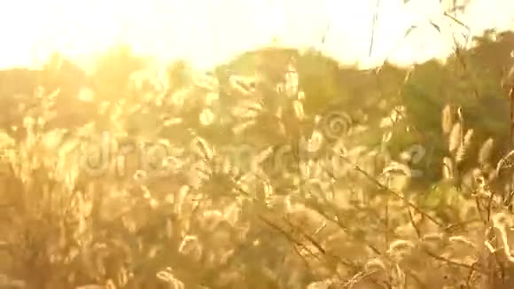 风中的叶杂草植物花视频的预览图