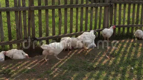 鸡鸡和黑母鸡靠近围栏在农场寻找食物视频的预览图