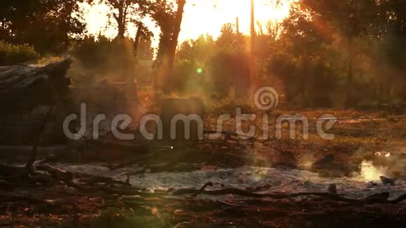 火灾后的夏季森林视频的预览图