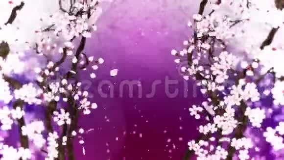 樱花盛开樱桃树枝樱花粉红色樱花紫背景CG循环动画视频的预览图