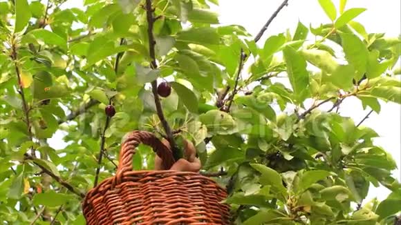 男人在酸樱桃树上摘酸樱桃成熟的男人收集酸樱桃中年男子园丁视频的预览图