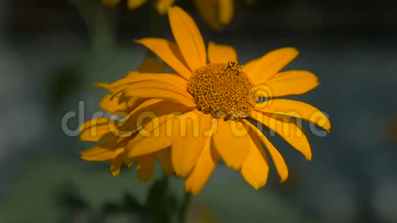 美丽的黄花草上的灰色背景自然慢动作视频视频的预览图