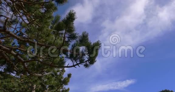 山青天松树风动近4k视频的预览图