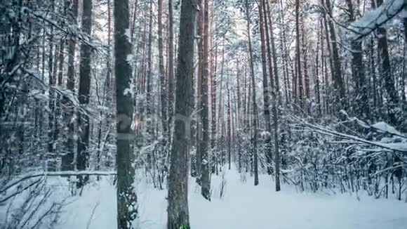 冬天的雪林树上有红色的阳光视频的预览图