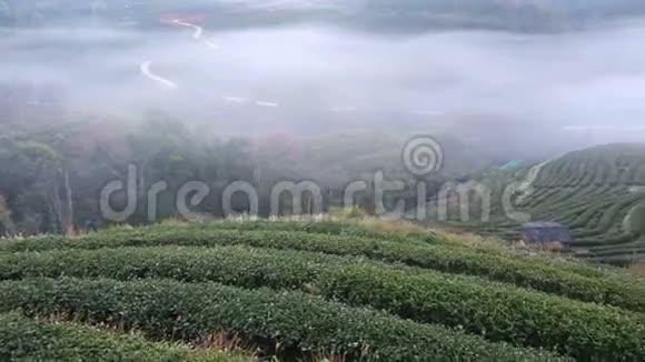 泰国清迈晨景茶园视频的预览图