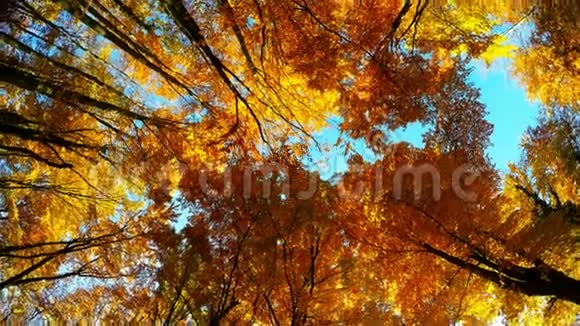 秋天沿湖边的树木视频的预览图