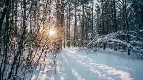 冬天的雪林树上有红色的阳光视频的预览图