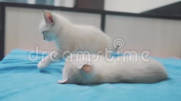 有趣的视频白人两只小猫躺在床上玩两只小猫在室内打架猫的生活方式视频的预览图