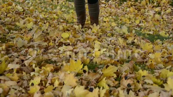 秋天走在落黄的枫叶上视频的预览图