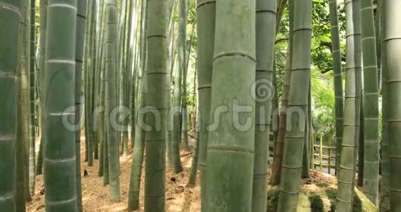 神奈川镰仓Hokokokuji竹林视频的预览图