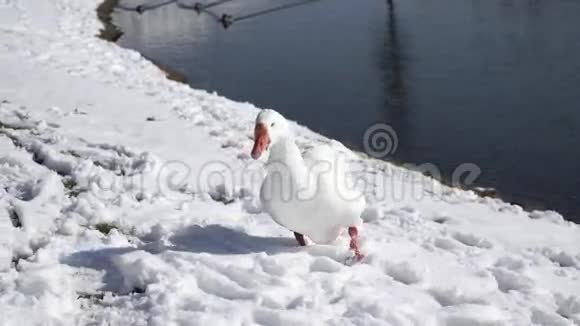 白鹅在雪湖边吃东西视频的预览图