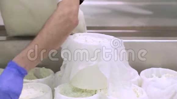 奶酪生产行业奶工把奶酪生面团准备成模具视频的预览图
