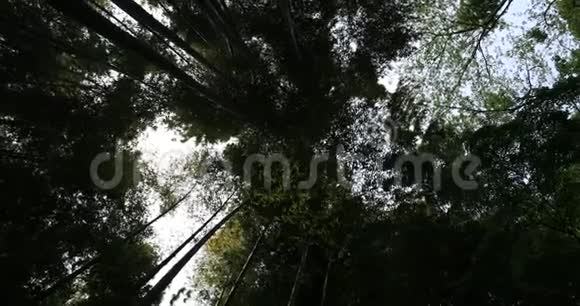 神奈川镰仓Hokokokuji竹林视频的预览图