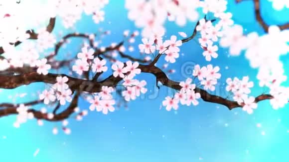 樱花盛开樱桃树枝樱花粉红色樱花蓝背景CG循环动画视频的预览图
