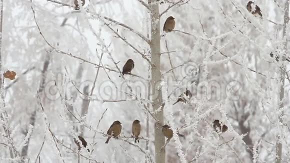 冬天树上的鸟视频的预览图