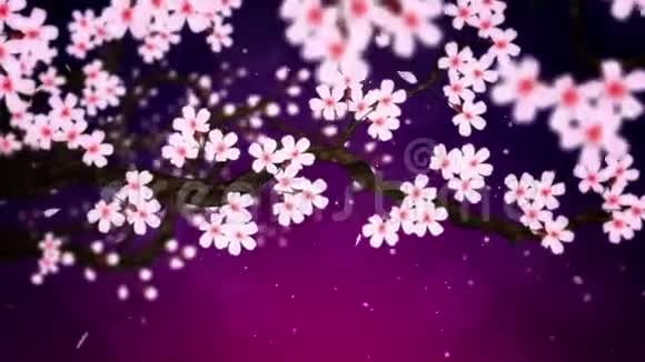 樱花盛开樱桃树枝樱花粉红色樱花紫背景CG循环动画视频的预览图