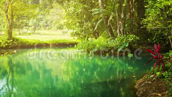 热带雨林中一条小河的海滩视频的预览图