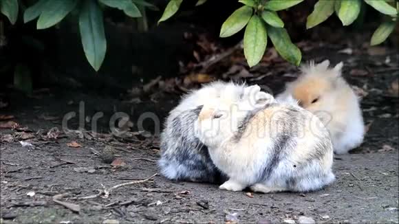 自然界中的矮人兔子视频的预览图
