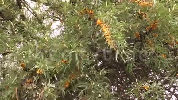 树枝与沙棘浆果在风中摇曳视频的预览图