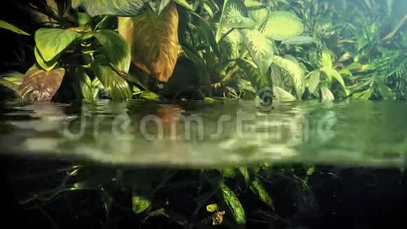 水线以上及以下的外来植物视频的预览图