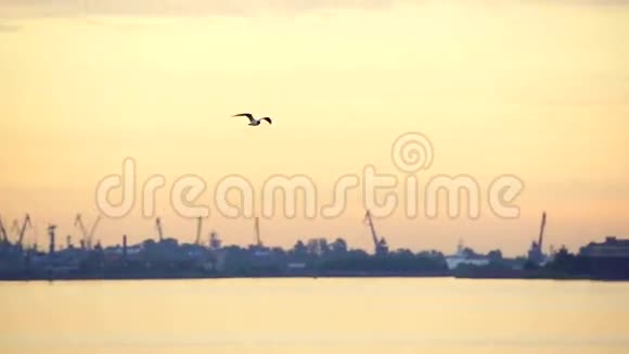 海鸥在码头上飞翔日出之景有美丽的黄橙色天空视频的预览图
