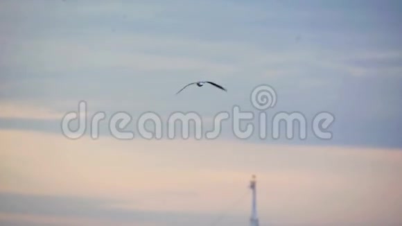 海鸥在码头上飞翔日出之景有美丽的黄橙色天空视频的预览图