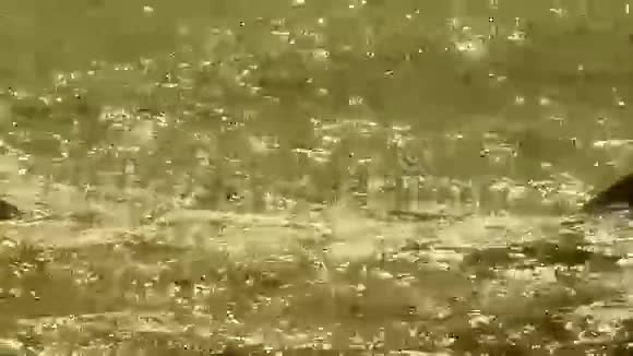 金色海洋波浪和阳光视频的预览图