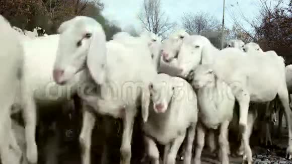 牧场上的山羊群围着摄像机看着视频的预览图