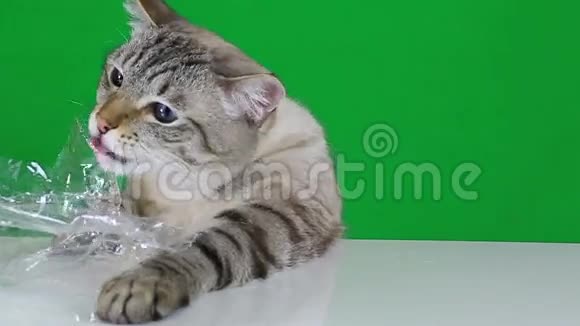 有趣的猫坐在桌子旁咀嚼塑料视频的预览图