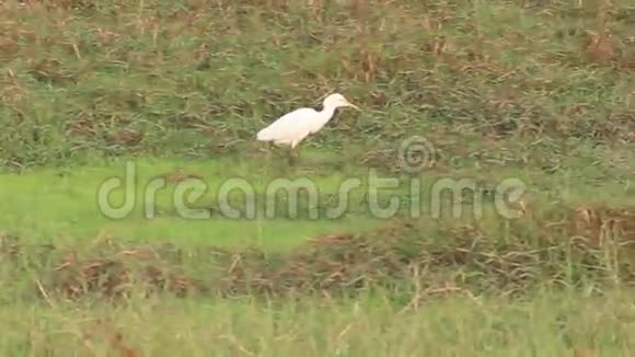 白鹭在果阿的帕迪田野上穿行视频的预览图
