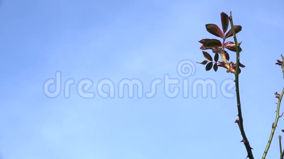 年轻的玫瑰枝叶和花蕾映衬着蓝天4K视频的预览图